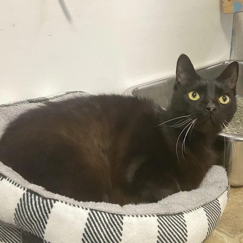 A senior large-sized male Black Domestic Short Hair cat named Elmo for adoption in Monroe, LA