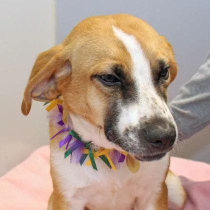 A young large-sized male Tricolor (Brown, Black, & White) Mixed Breed dog named Johnny for adoption in Lansing, MI