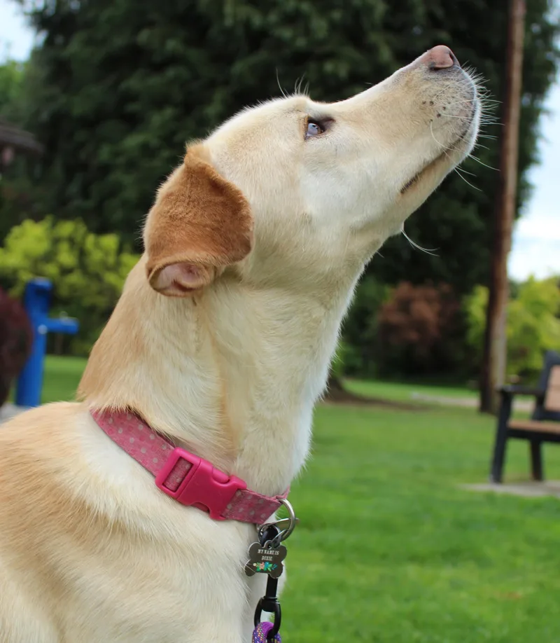 A young large-sized female Yellow / Tan / Blond / Fawn Labrador Retriever dog named Nova for adoption in Silvana, WA