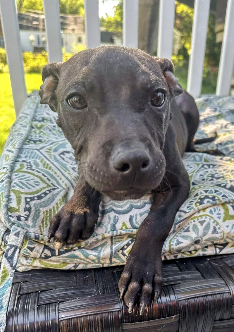 A young medium-sized male Terrier dog named Zack  Needs A for adoption in Birmingham, MI