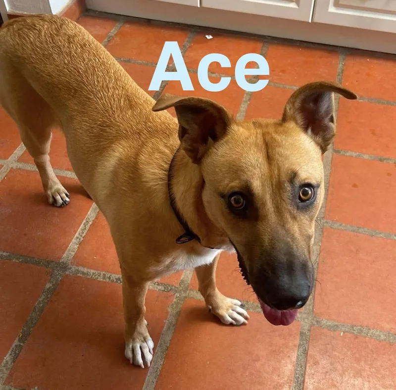 Ace
