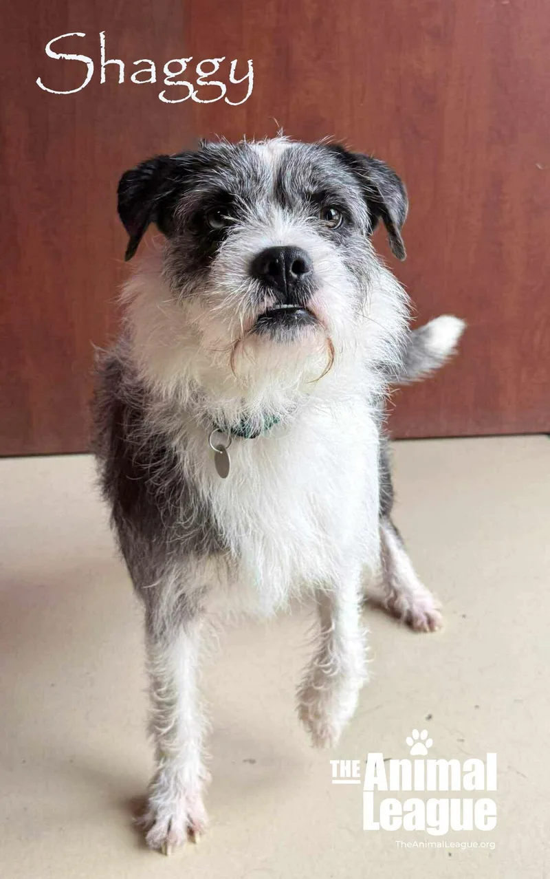 Shaggy thumbnail 4
