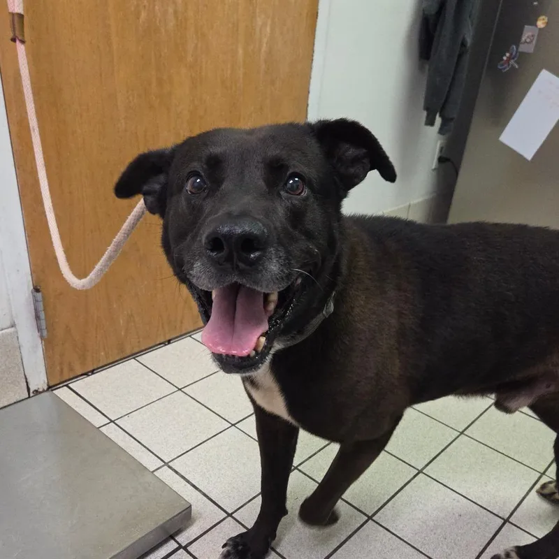 An adult large-sized male Black Mixed Breed dog named Bear for adoption in Charleston, WV