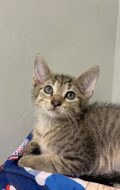 A baby medium-sized male Domestic Short Hair cat named Scooter for adoption in Picayune, MS