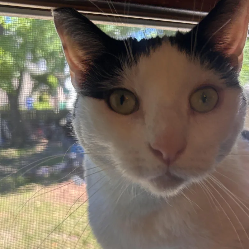 An adult medium-sized female Domestic Short Hair cat named Dinah for adoption in Melrose, MA