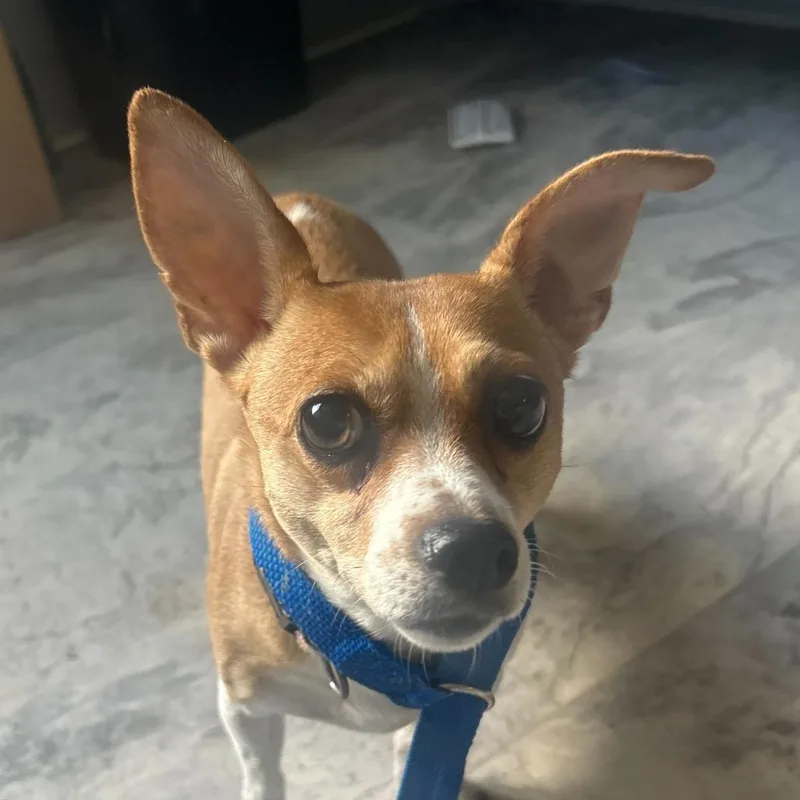 A senior small-sized female Brown / Chocolate Mixed Breed dog named Eden for adoption in Oak Hill, WV