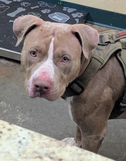 An adult large-sized male Pit Bull Terrier dog named Sage for adoption in Independence, MO