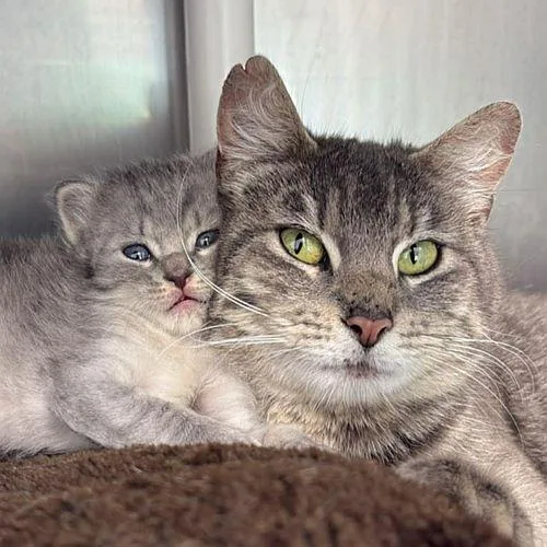 A young medium-sized female Tabby (Gray / Blue / Silver) Domestic Short Hair cat named Reign & Sage for adoption in Sequim, WA