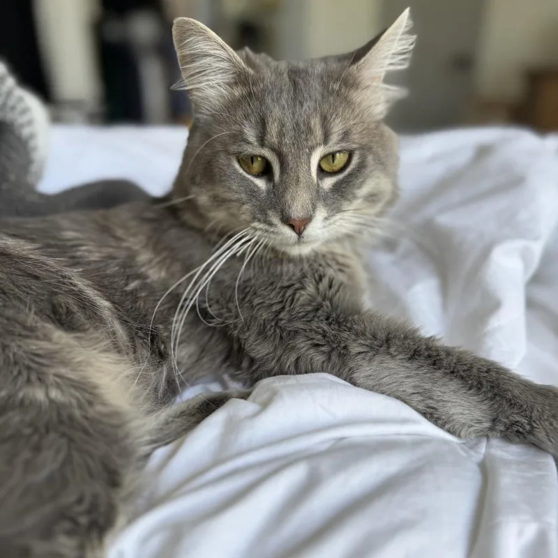 An adult large-sized male Gray / Blue / Silver Domestic Medium Hair cat named Little Man for adoption in Los Angeles, CA