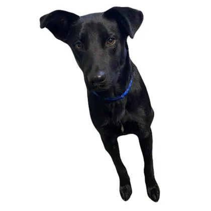 A young medium-sized female Labrador Retriever dog named Bess for adoption in Red Bluff, CA