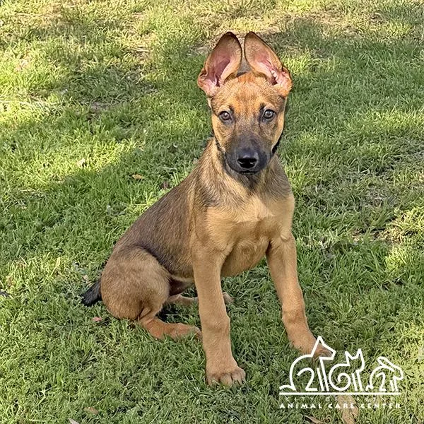 A baby large-sized female Belgian Shepherd / Malinois dog named Chloe for adoption in Irvine, CA