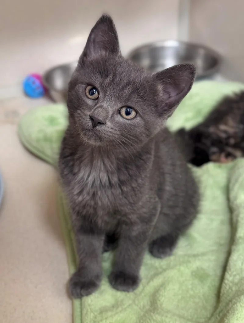 A baby small-sized female Gray / Blue / Silver Domestic Short Hair cat named Rhaenyra for adoption in Hackensack, MN