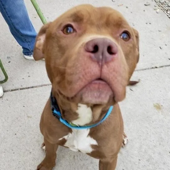 An adult medium-sized male Pit Bull Terrier dog named Milo for adoption in Buffalo, NY