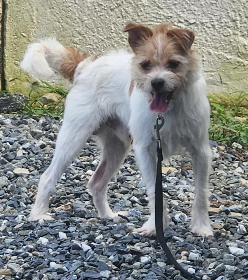 A baby small-sized male Shih Tzu dog named Toby for adoption in Walnutport, PA