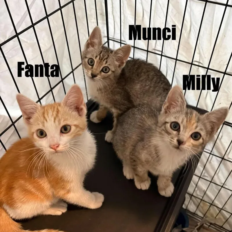 A baby small-sized female Gray / Blue / Silver Domestic Short Hair cat named Fab for adoption in Washington, DC