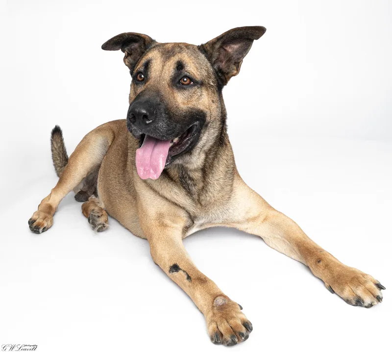 An adult large-sized male Brown / Chocolate Shepherd dog named Big Daddy for adoption in BONIFAY, FL