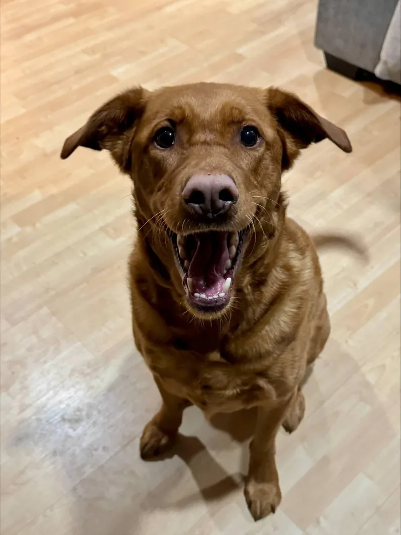 Rozi