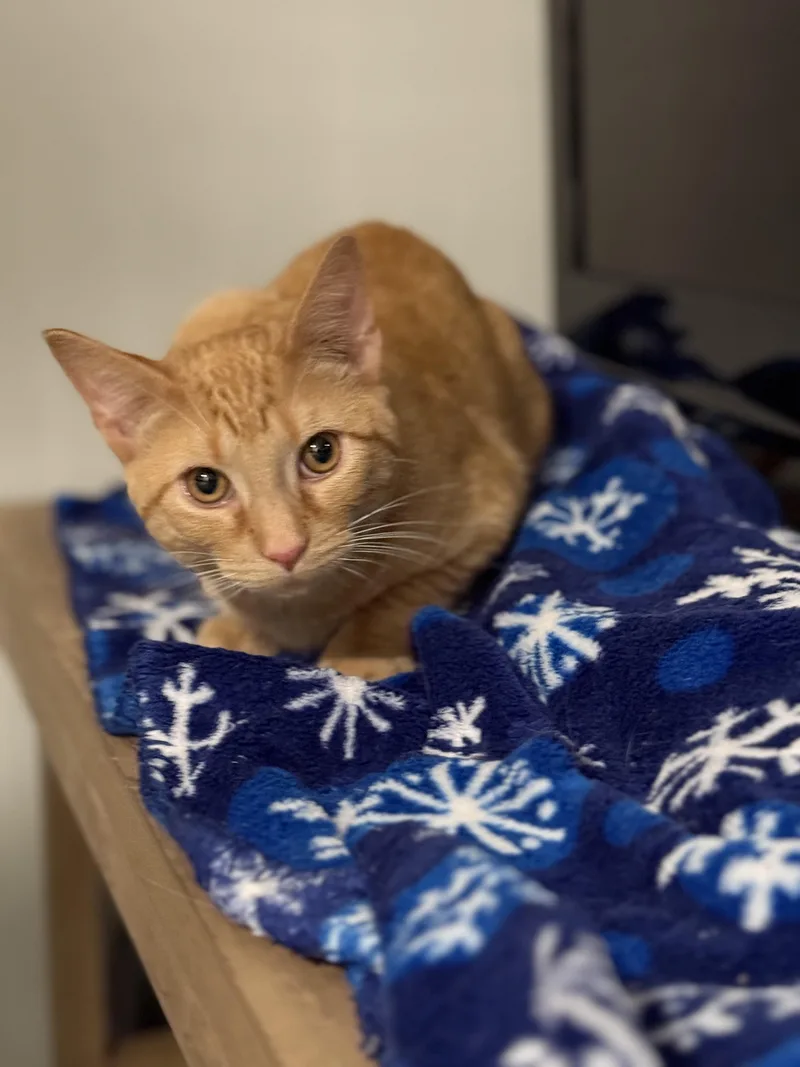 A young small-sized male Orange / Red Domestic Short Hair cat named Blaze for adoption in Johnson City, TN
