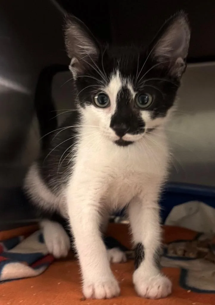 A baby small-sized male Domestic Short Hair cat named Statler for adoption in Ocala, FL
