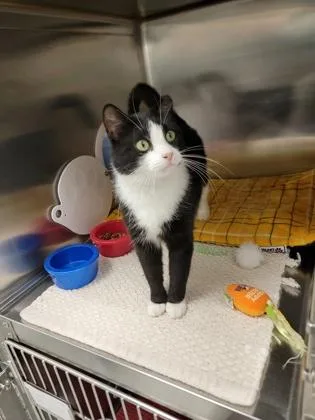 An adult medium-sized female Domestic Short Hair cat named Nibbler for adoption in Fergus Falls, MN
