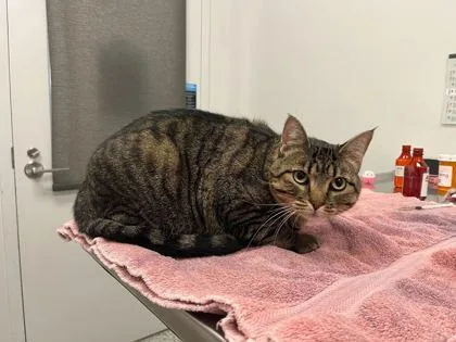 An adult medium-sized female Brown / Chocolate Domestic Short Hair cat named Onna for adoption in Kansas City, MO