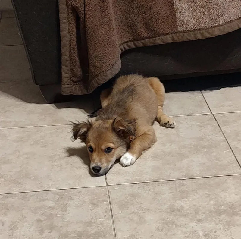 A baby small-sized female Mixed Breed dog named Peanut for adoption in Mesa, AZ