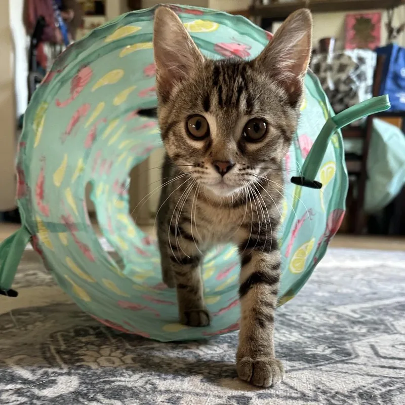 A baby small-sized female Domestic Short Hair cat named Jellyfish for adoption in Portage, MI