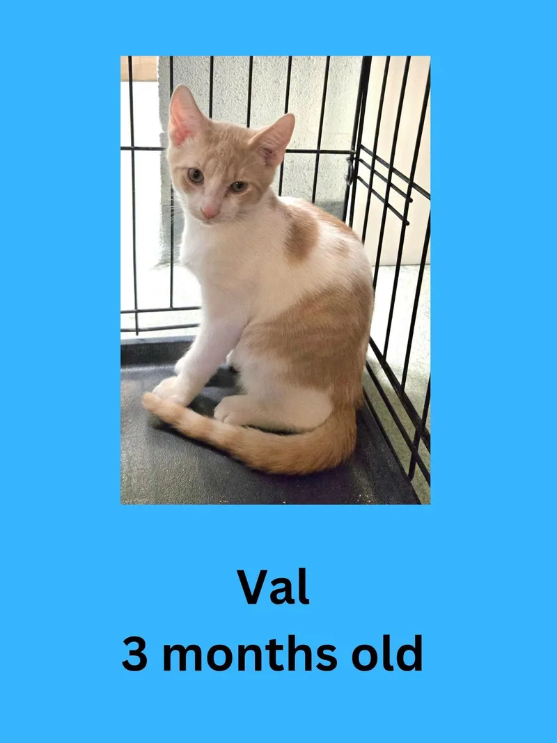 A baby small-sized male Orange & White Domestic Short Hair cat named Val for adoption in Ravenna, OH