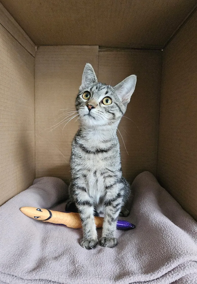 A baby small-sized female Tabby (Brown / Chocolate) Domestic Short Hair cat named Cricket for adoption in Faribault, MN