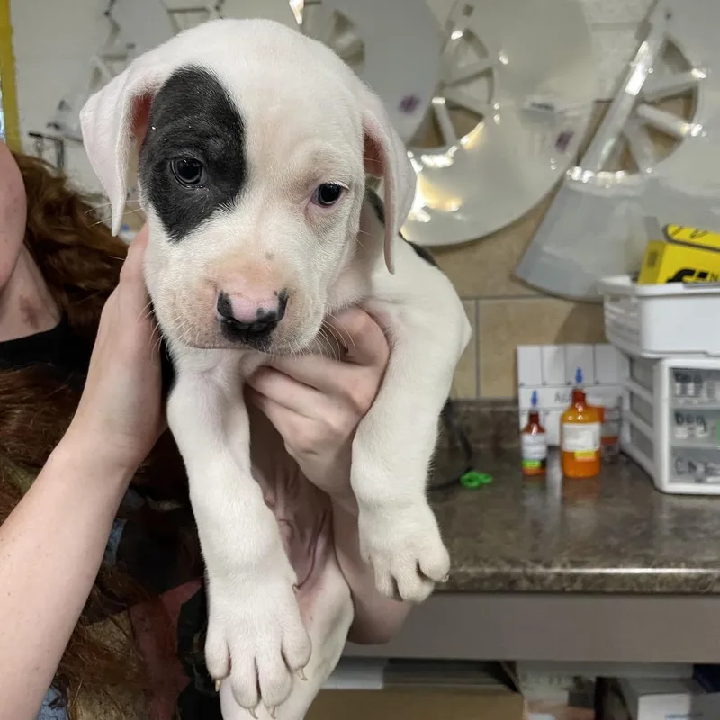 A baby medium-sized male White / Cream Pit Bull Terrier dog named Oreo for adoption in Eureka Springs, AR