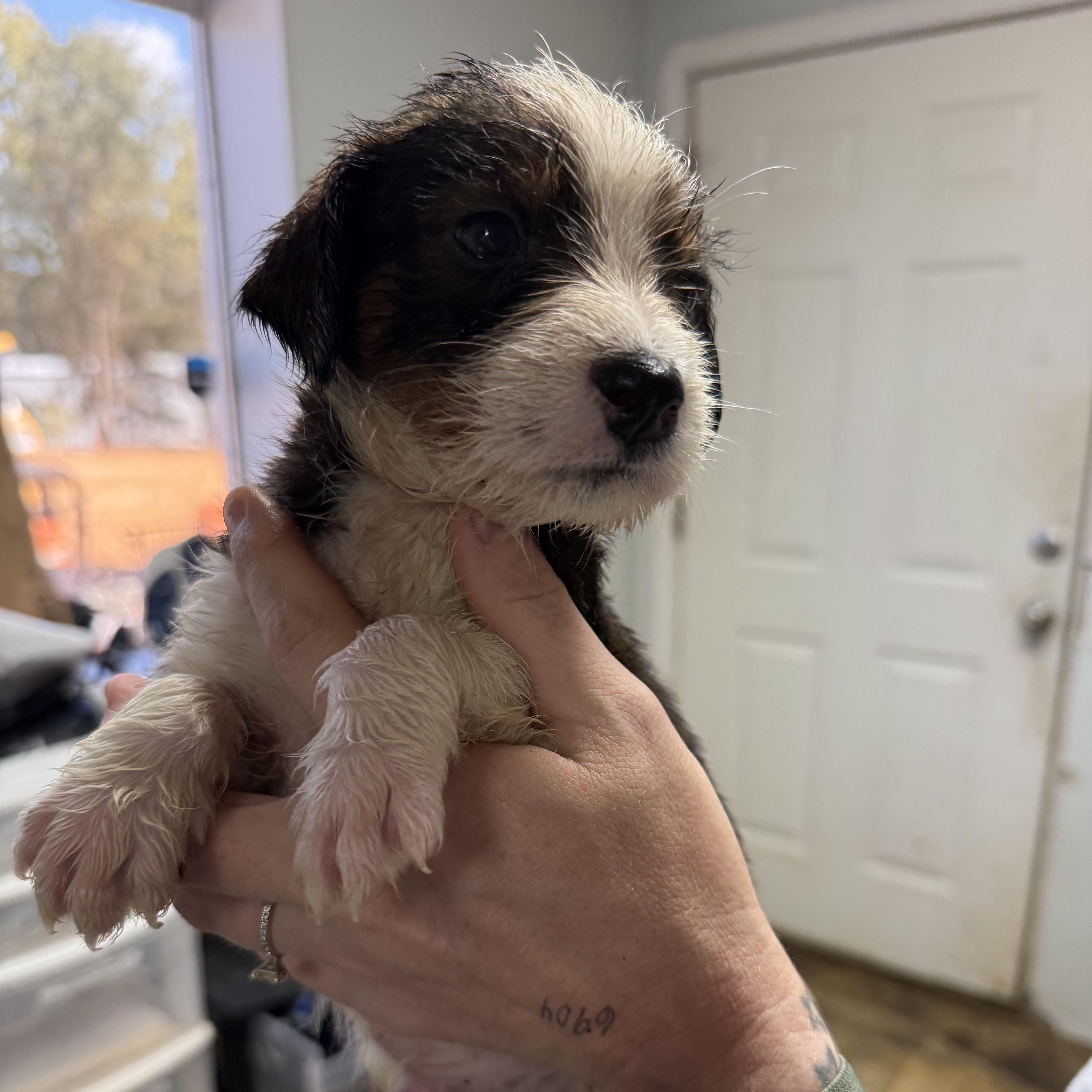 A baby medium-sized male Mixed Breed dog named Apple Fritter for adoption in Columbia, SC