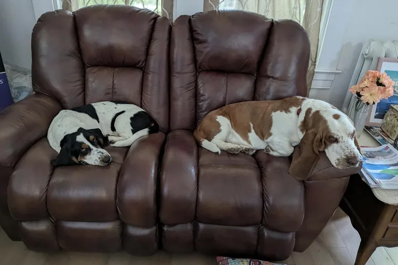 An adult large-sized male Basset Hound dog named Scrappy for adoption in Fort Washington, MD
