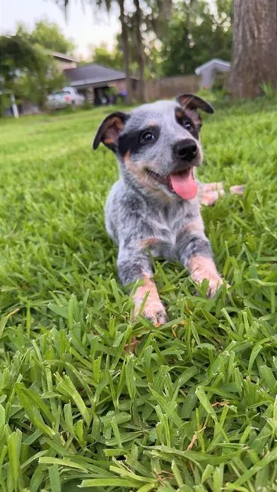 A baby medium-sized male Gray / Blue / Silver Australian Cattle Dog / Blue Heeler dog named Dale Jr. for adoption in Liverpool, TX