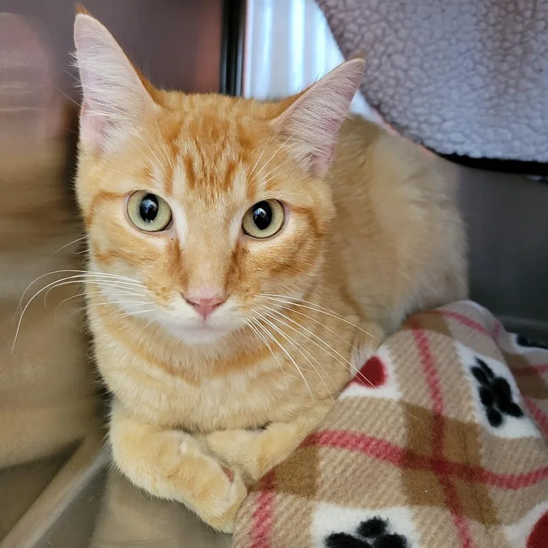 A young medium-sized male Orange / Red Domestic Short Hair cat named Corndog for adoption in Nashville, IN