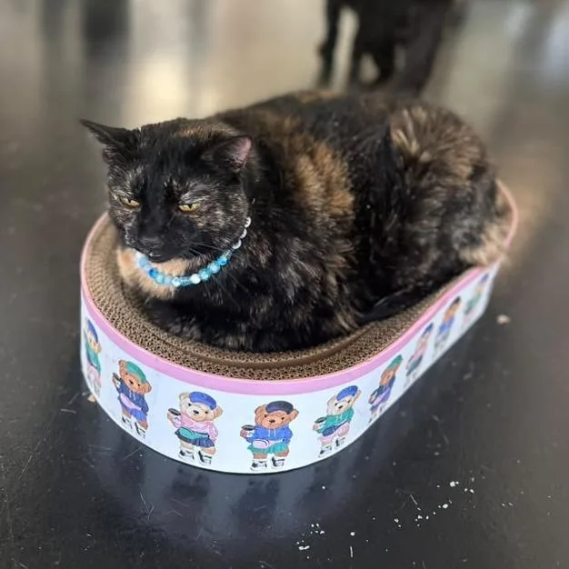 An adult extra large-sized female Black Domestic Short Hair cat named Whopper for adoption in Gadsden, AL