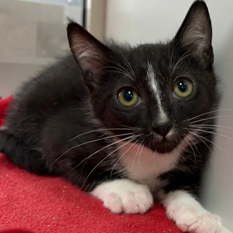 A baby small-sized male Black Domestic Short Hair cat named Sunday for adoption in Pleasanton, CA