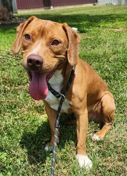 An adult medium-sized male Mixed Breed dog named Noah for adoption in Sullivan, IN