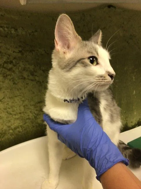 A young small-sized female Domestic Short Hair cat named Rose for adoption in Riverside, CA