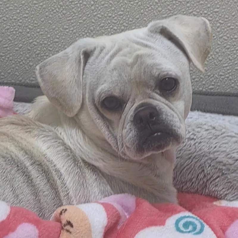 An adult small-sized male Pug dog named Bones Chino Hills for adoption in Chino Hills, CA