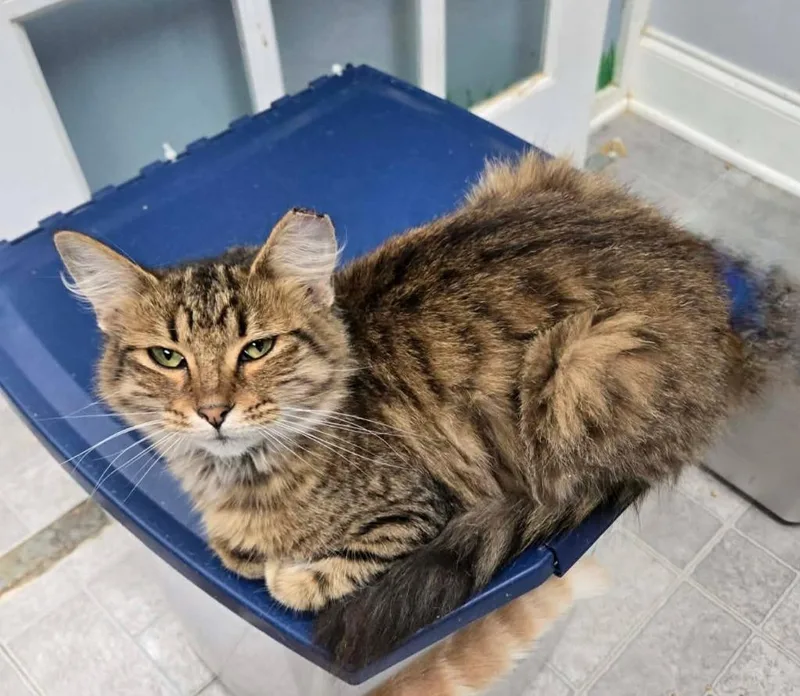 A young medium-sized female Domestic Medium Hair cat named Opal for adoption in Rome, GA