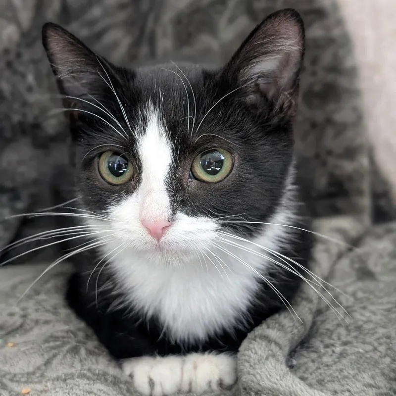 A baby small-sized female Black Domestic Short Hair cat named Fawn for adoption in Lexington, KY