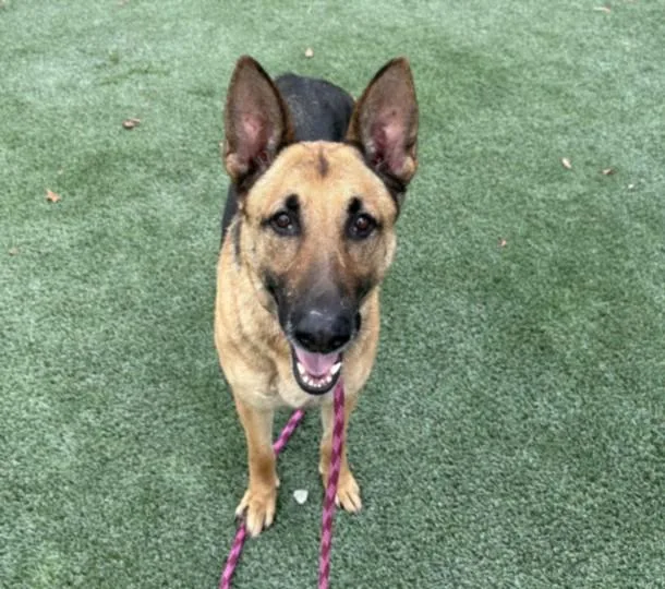 An adult large-sized female German Shepherd Dog dog named Vivi for adoption in Los Angeles, CA