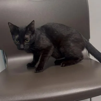 A young small-sized female Domestic Short Hair cat named Flicka for adoption in Janesville, WI