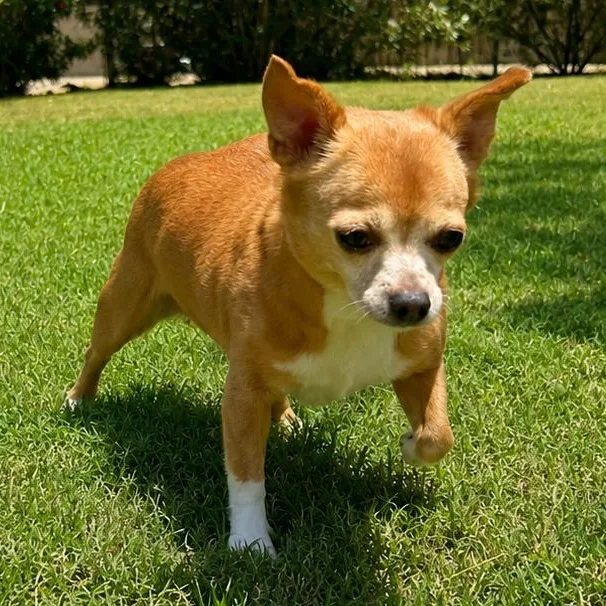 An adult small-sized female Brown / Chocolate Chihuahua dog named Penny for adoption in Glendale, AZ