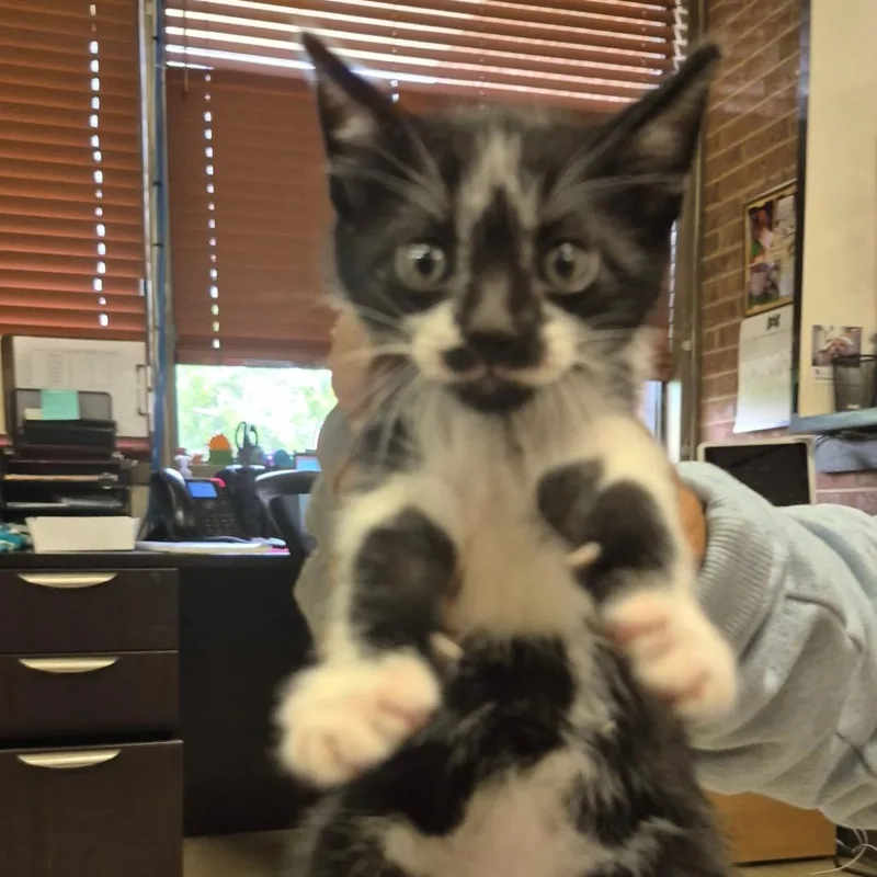 A baby small-sized male Black Domestic Short Hair cat named Bowtie for adoption in Birmingham, AL