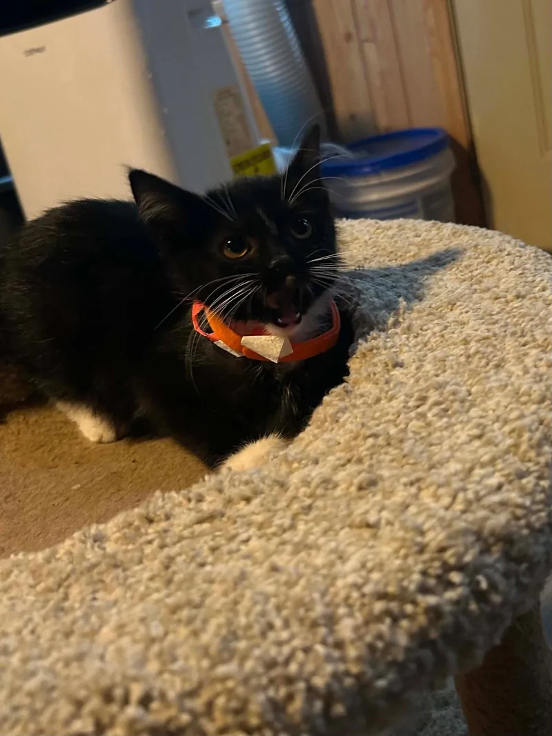A baby medium-sized male Domestic Short Hair cat named Dopey for adoption in hinckley, IL