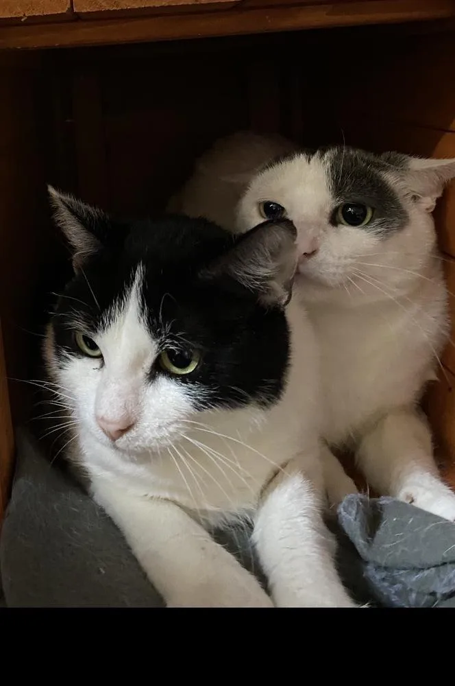 A young small-sized male Black & White / Tuxedo Domestic Short Hair cat named Jalapeno for adoption in Telford, PA