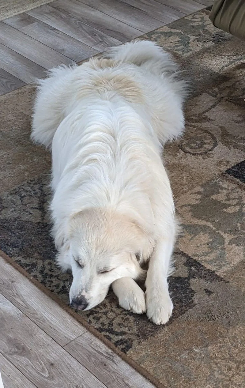 An adult large-sized female Great Pyrenees dog named Izzy for adoption in Spring, TX