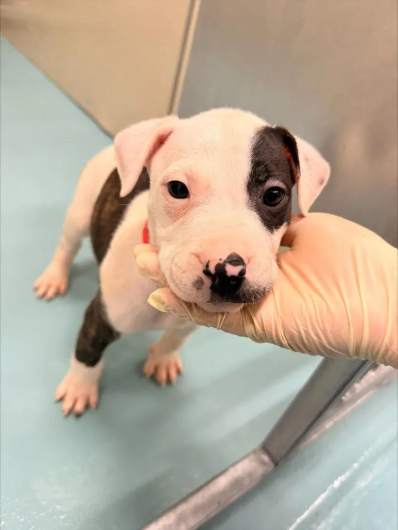 A baby small-sized female Pit Bull Terrier dog named Betty for adoption in Hayward, CA