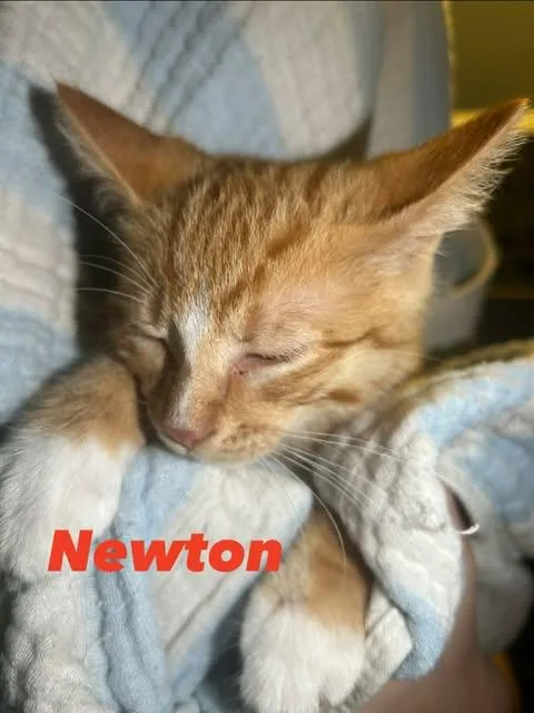 A baby small-sized male Orange & White Domestic Short Hair cat named Newton for adoption in Davison, MI